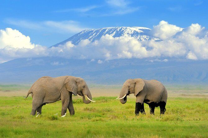 7 Days Breathtaking Kenya Wildlife Private Safari - Day 3: Aberdare National Park and the Tree Lodge balcony style