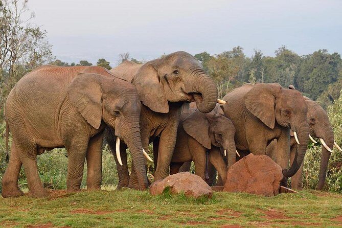 7 Days Breathtaking Kenya Wildlife Private Safari - Day 5: Maasai Mara entrance and your first real Mara evening drive