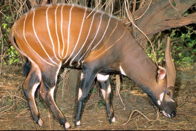7 Days Breathtaking Kenya Wildlife Private Safari - Day 7: early game drive near Nairobi, then back to the city