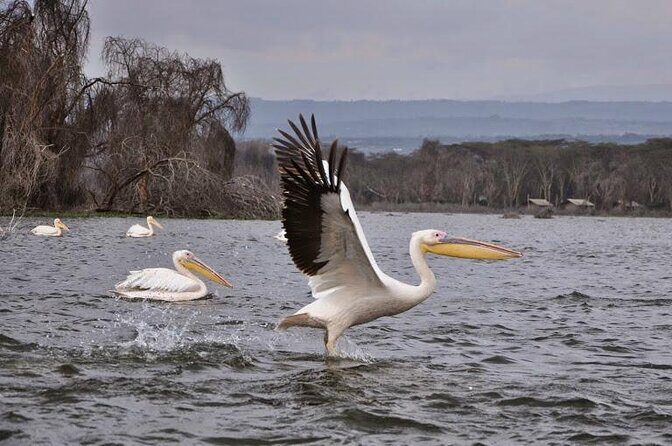 7 days Group Safari Masai Mara Lake Nakuru Hells gate & Amboseli - Quick hits: what makes this safari tick