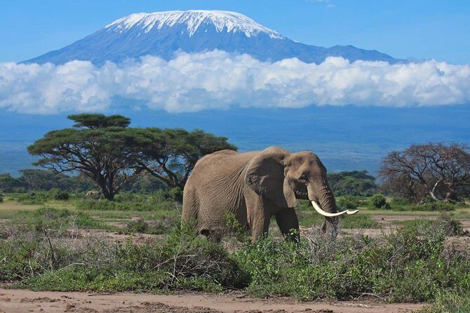 7 Days Into the Wild Wonder : Lodge Safari with Private 4x4 JEEP - Key highlights worth centering your decision on