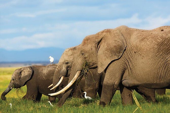 7 Days Into the Wild Wonder : Lodge Safari with Private 4x4 JEEP - Amboseli and Mount Kilimanjaro: elephants first, skyline views when skies cooperate