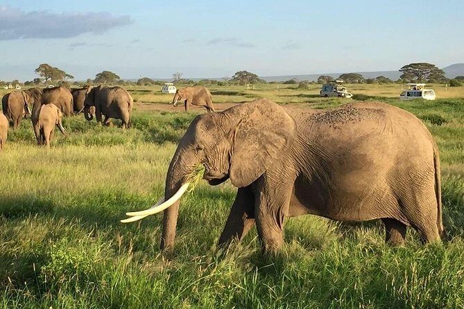 7 Days Into the Wild Wonder : Lodge Safari with Private 4x4 JEEP - Transport, meals, and what $1,620 per person buys you in real life