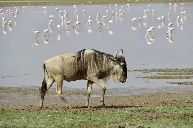 7 Days Into the Wild Wonder : Lodge Safari with Private 4x4 JEEP - Who this private Kenya safari suits best