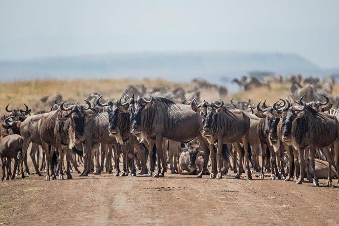 7 Days Kenya Luxury Safaris - Masai Mara NR, Amboseli NP and Lake Nakuru NP - Why This Private Kenya Safari Works So Well