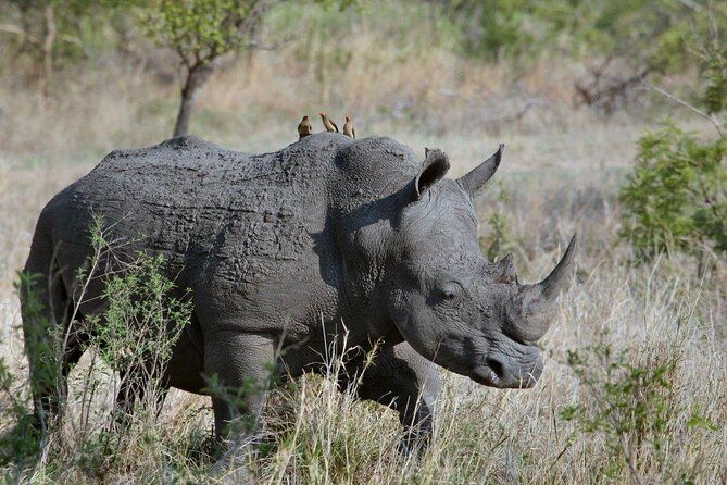 7 Days Kenya Luxury Safaris - Masai Mara NR, Amboseli NP and Lake Nakuru NP - Rift Valley to Lake Nakuru: Rhinos, Flamingos, and Big Bird Energy
