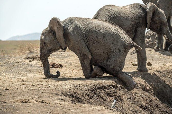 7 Days Kenya Luxury Safaris - Masai Mara NR, Amboseli NP and Lake Nakuru NP - Maasai Mara National Reserve: Evening Drive Magic