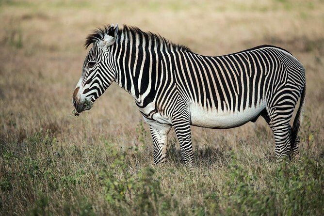 7 Days Kenya Luxury Safaris - Masai Mara NR, Amboseli NP and Lake Nakuru NP - Mara Triangle and the Optional Hot-Air Balloon Ride