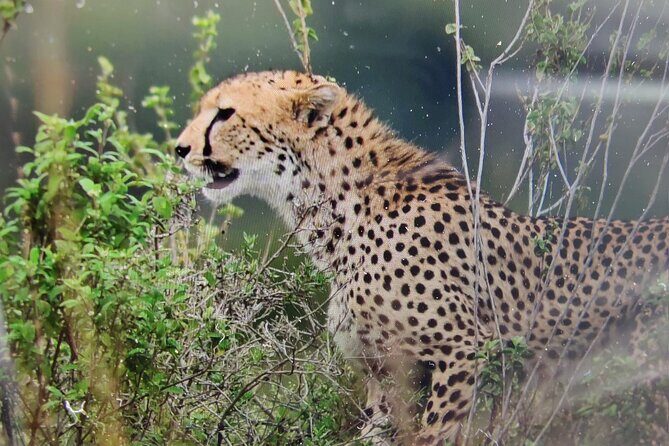 7 Days Kenyan Safaris - Key highlights at a glance
