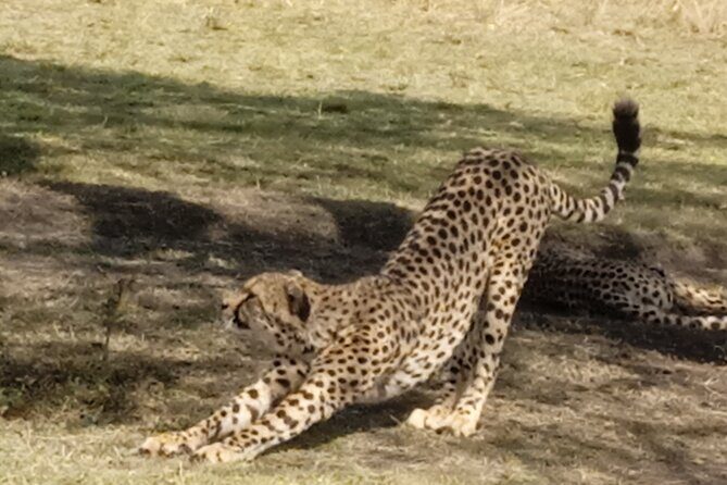 7 Days Kenyan Safaris - Maasai Mara National Reserve: big cats, early light, and Maasai village time