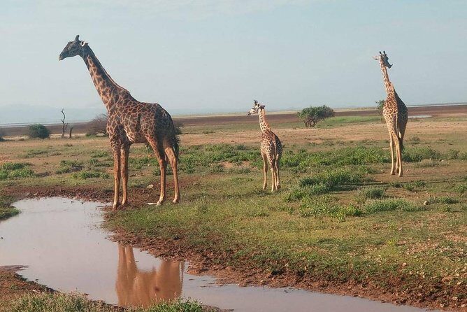 7 Days maasai mara - lake nakuru - lake naivasha- amboseli safari. - Nairobi pickup, then Maasai Mara: first night, first sightings