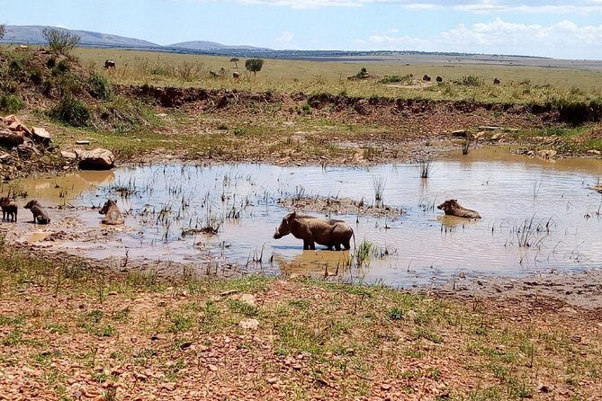 7 Days Maasai Mara, Lakes Nakuru, Naivasha & Amboseli Group Tour - Maasai Mara Day 2: full-day game viewing plus a cultural stop