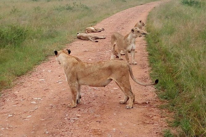 7 Days Maasai Mara, Lakes Nakuru, Naivasha & Amboseli Group Tour - Mara Day 3 to Nakuru: moving fast through Rift Valley scenery