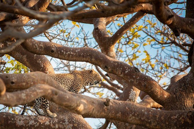 7 Days Maasai Mara, Lakes Nakuru, Naivasha & Amboseli Group Tour - Amboseli Day 6: elephant-and-hippo country with Kilimanjaro odds