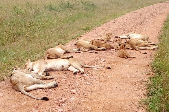 7 Days Maasai Mara, Lakes Nakuru, Naivasha & Amboseli Group Tour - Nairobi to Maasai Mara: arriving ready to watch wildlife