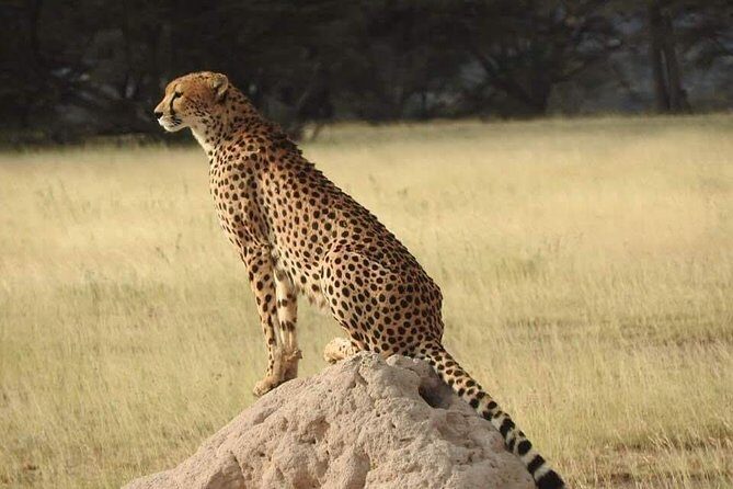7 Days Maasai Mara National park , Amboseli parks and Nakuru safaris - Maasai Mara at Aa Lodge Mara: your first big game-drive window