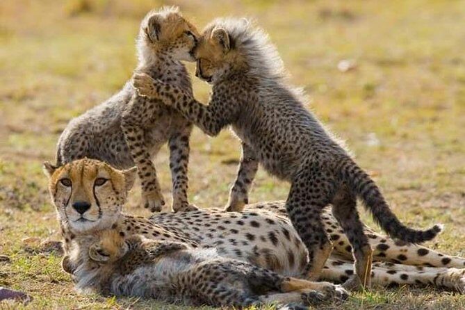 7 Days Maasai Mara National park , Amboseli parks and Nakuru safaris - Amboseli National Park: Kilimanjaro backdrop and elephant marshland time