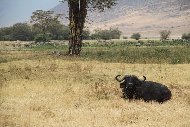 7 Days Mara/L.Naivasha/L.Nakuru/Amboseli - Lake Nakuru region: Birdlife and flamingoes, plus Mt. Longonot in the distance