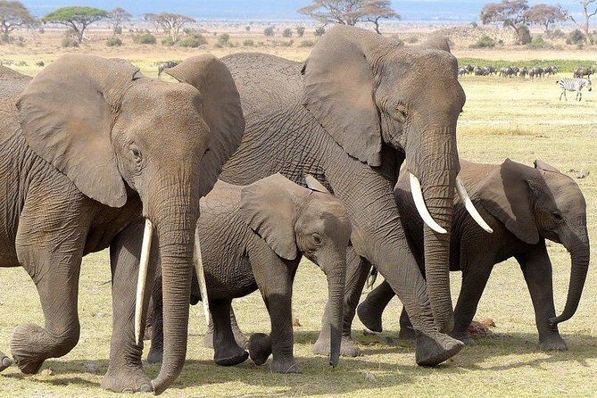 7 Days Mara/L.Naivasha/L.Nakuru/Amboseli - Amboseli: Elephants first, Kilimanjaro views if the sky allows
