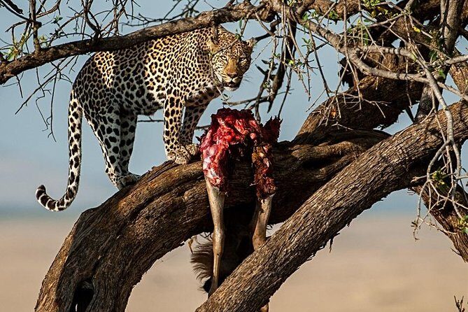 7 Days Mara/L.Naivasha/L.Nakuru/Amboseli - What you’re really paying for: inclusions that cut friction