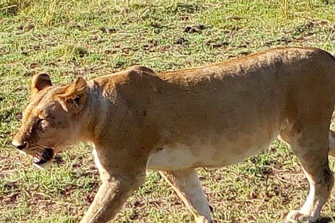 7 Days Mara/L.Naivasha/L.Nakuru/Amboseli - Optional experiences that can add meaning: Maasai village, balloon, and other add-ons