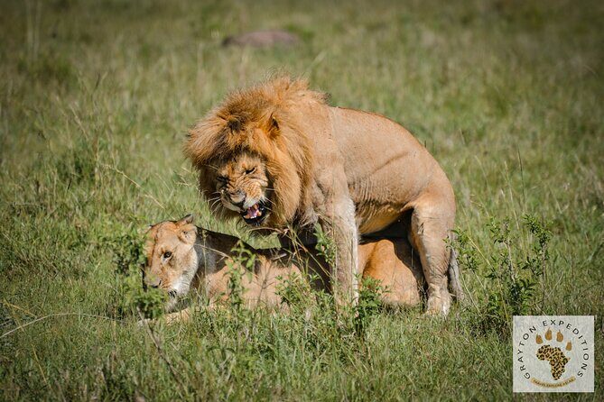 7 Days Masai Mara-Lk. Nakuru-Lk. Naivasha-Amboseli group Safari - Day 3: Masai Mara to Lake Nakuru—flamingos and bird-heavy game viewing