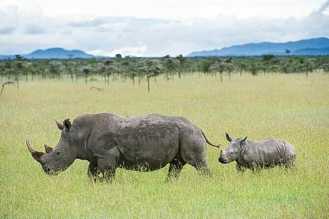 7 Days of Elephants, Rhinos & Big Five: The Best of Kenya Safari - Key Highlights I’d Put on Your Shortlist
