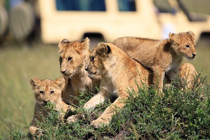 7 Days of Elephants, Rhinos & Big Five: The Best of Kenya Safari - A 7-Day Kenya Safari Built for Wildlife Rhythm