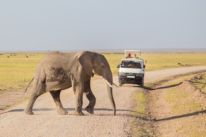 7 Days of Elephants, Rhinos & Big Five: The Best of Kenya Safari - Nairobi Transfer Days: Where the Trip Starts to Feel Real