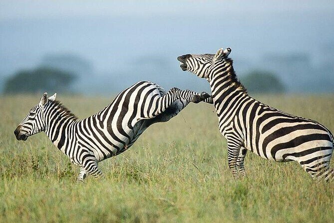 7 Days of Elephants, Rhinos & Big Five: The Best of Kenya Safari - Maasai Mara: Predators, Plains, and a Sunset-Ready First Day