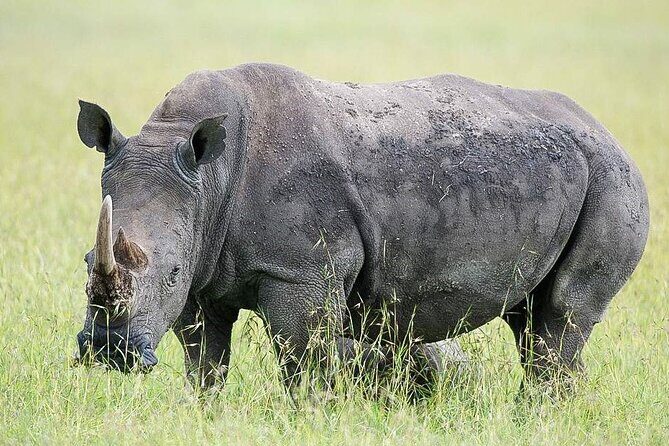7 Days of Elephants, Rhinos & Big Five: The Best of Kenya Safari - Lake Nakuru National Park: Rhinos, Flamingos, and Conservation Energy