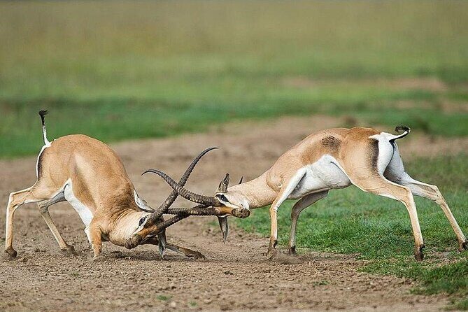 7 Days of Elephants, Rhinos & Big Five: The Best of Kenya Safari - Hell’s Gate Mention: Cycling and Outdoor Activities to Confirm