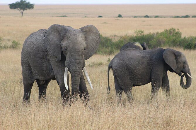 7 Days of Kenyan Wonders: A Mid-Range Safari Adventure - Day 1 and Day 2 in Amboseli: elephants against Kilimanjaro
