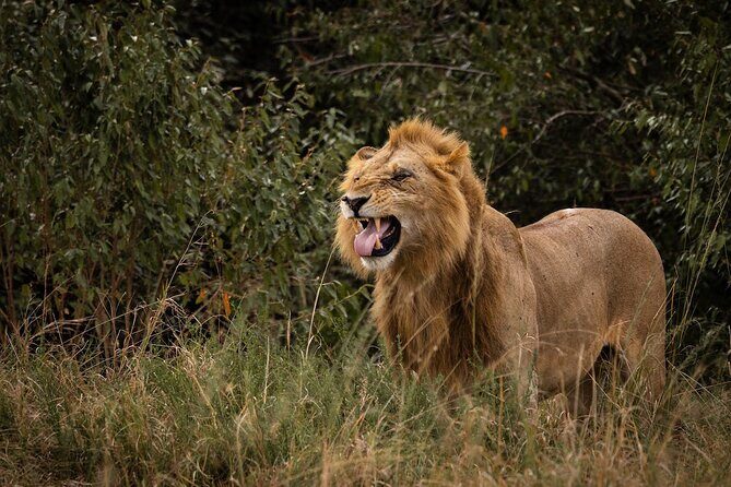 7 Days of Kenyan Wonders: A Mid-Range Safari Adventure - Masai Mara Day 6: full-day drives and migration season timing