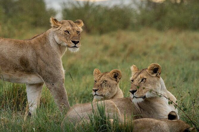 7 Days of Kenyan Wonders: A Mid-Range Safari Adventure - The best way to enjoy the drives (and not hate them)