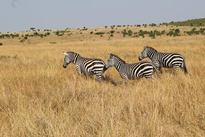 7 Days of Kenyan Wonders: A Mid-Range Safari Adventure - Lake Nakuru and Crescent Island walking safari: close animal encounters