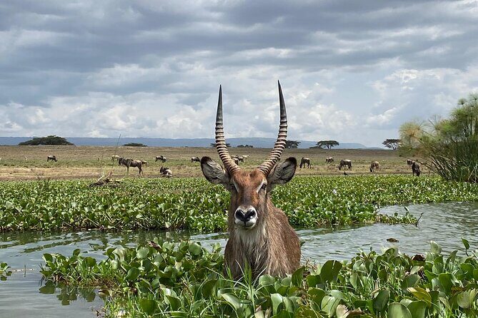 7 Days Private safari to 4 Star lodges using a Jeep - Lake Nakuru: rhinos, flamingos, and a quick transfer to Naivasha