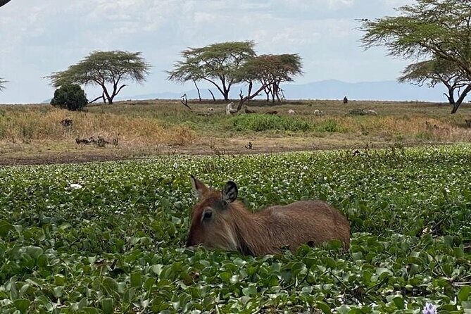 7 Days Private safari to 4 Star lodges using a Jeep - Amboseli: Kilimanjaro views plus real time for predators