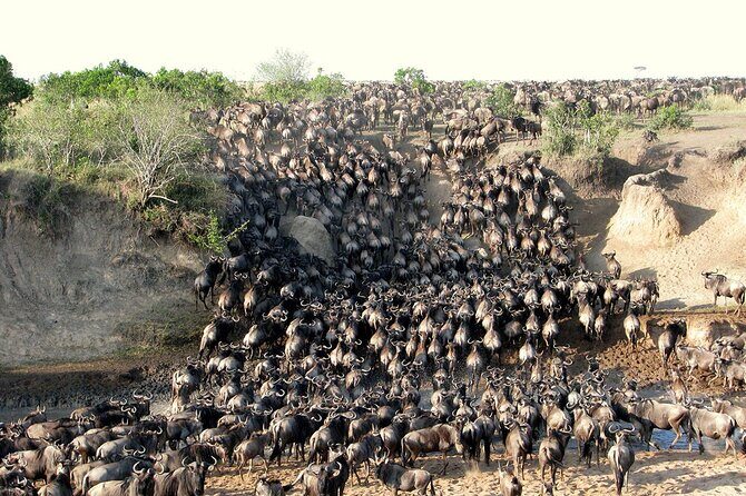 7 Days Safari to Maasai Mara, Nakuru, Naivasha and Amboseli - Key highlights you’ll care about