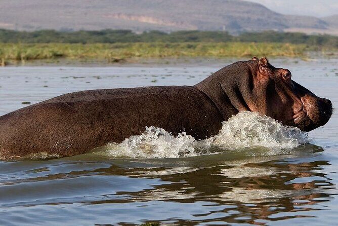 7 Days Safari to Maasai Mara, Nakuru, Naivasha and Amboseli - Amboseli National Park: Kilimanjaro in Every Direction