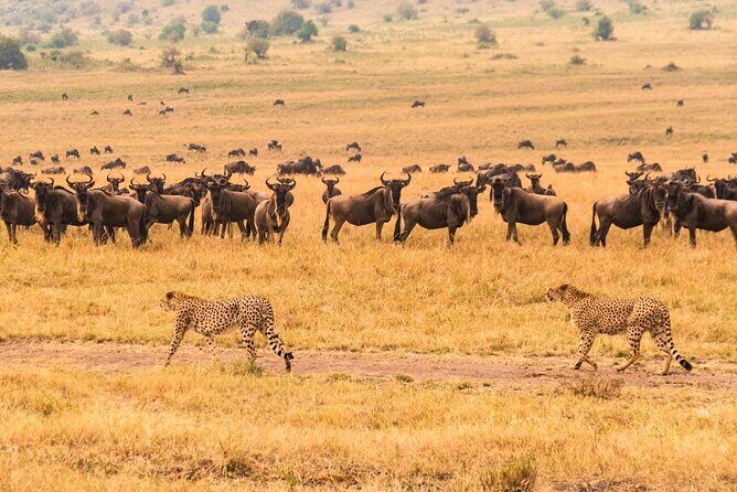 7 Days Safari to Maasai Mara, Nakuru, Naivasha and Amboseli - Transport and Group Style: Pop Roof for Wildlife Photos