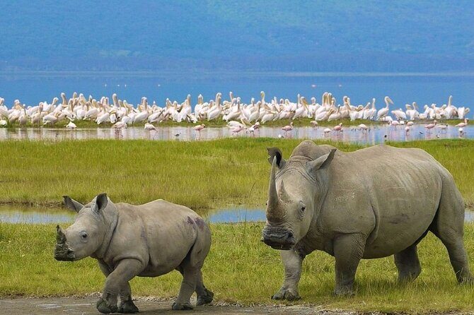 7 Days Safari to Maasai Mara, Nakuru, Naivasha and Amboseli - Price and Logistics: What $1,550 Covers and What to Add