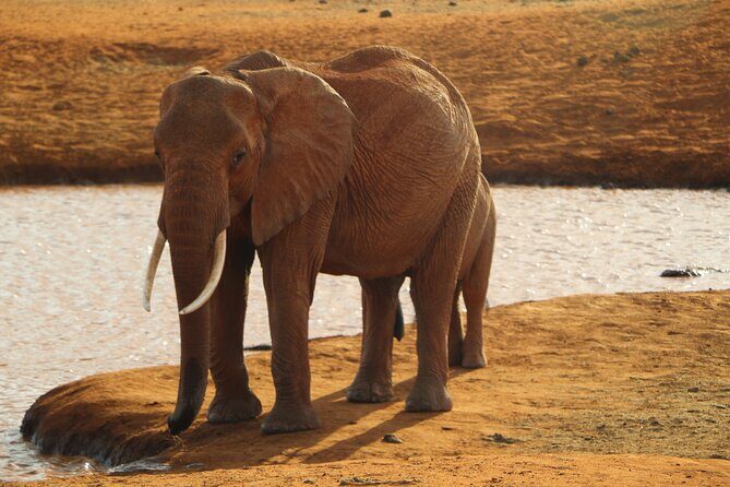 7 Days Safari to Maasai Mara, Nakuru, Naivasha and Amboseli - Maasai Mara: Sunset Drive, Big Five Chances, and Migration Season