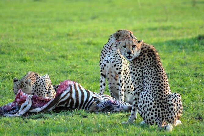 7 days safari to Masai Mara Nakuru ,Naivasha and Amboseli parks - Lake Nakuru: flamingos on alkaline waters and rhino country