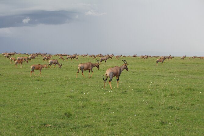 7 days Sopa lodges full private package - Day 2 in Amboseli: a full-day game drive with picnic lunches