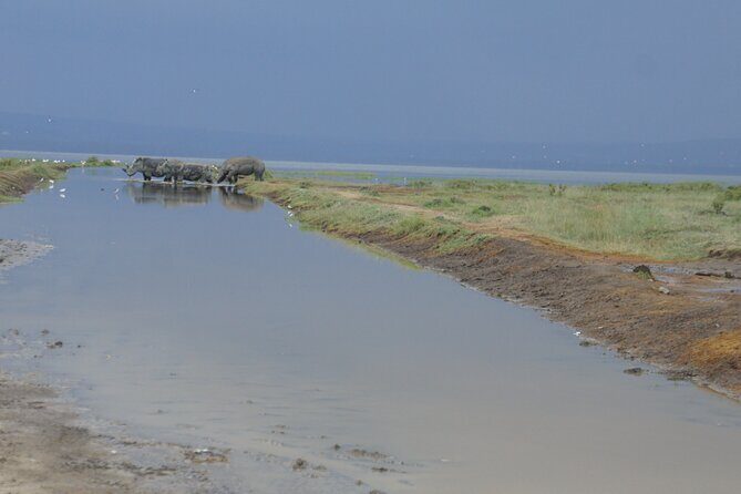 7 days Sopa lodges full private package - Lake Nakuru Day 3-4: rhinos, tree-climbing lions, and two shots at sightings