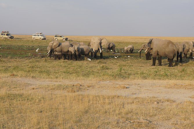 7 days Sopa lodges full private package - Day 1 in Amboseli: elephants, big cats, and Kilimanjaro on the horizon