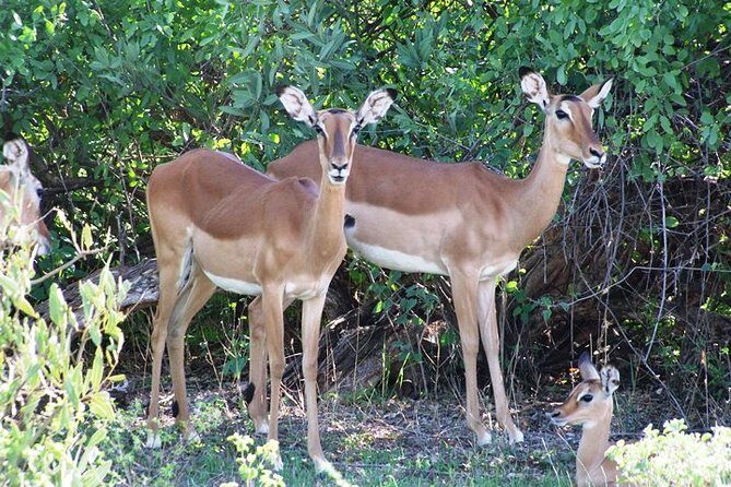 7 Days Tsavo East, Taita, Amboseli & SanctuarySafari from Mombasa - Taita Hills Wildlife Sanctuary: mammals at the water ponds