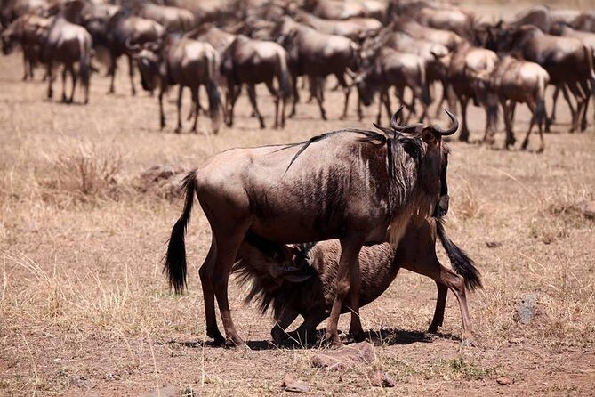 8-Day Amazing Kenya Holiday Safari - Entering Kenya’s top parks from one Nairobi start