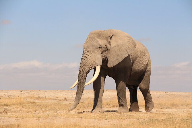 8-Day Amazing Kenya Holiday Safari - Ol Pejeta Conservancy and Sweetwaters Sanctuary: rhinos plus chimp sanctuary, with a hard time cut